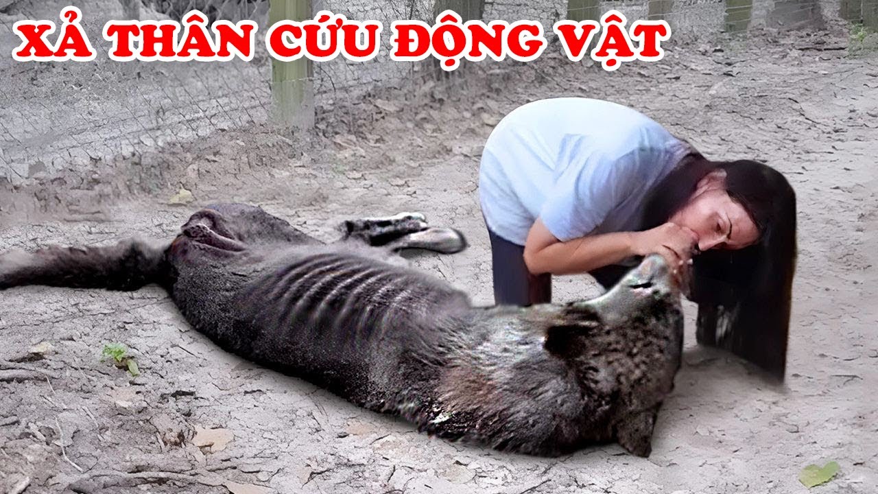 Camera Vô Tình Quay Lại Cô Gái Liều Mình Cứu Động Vật