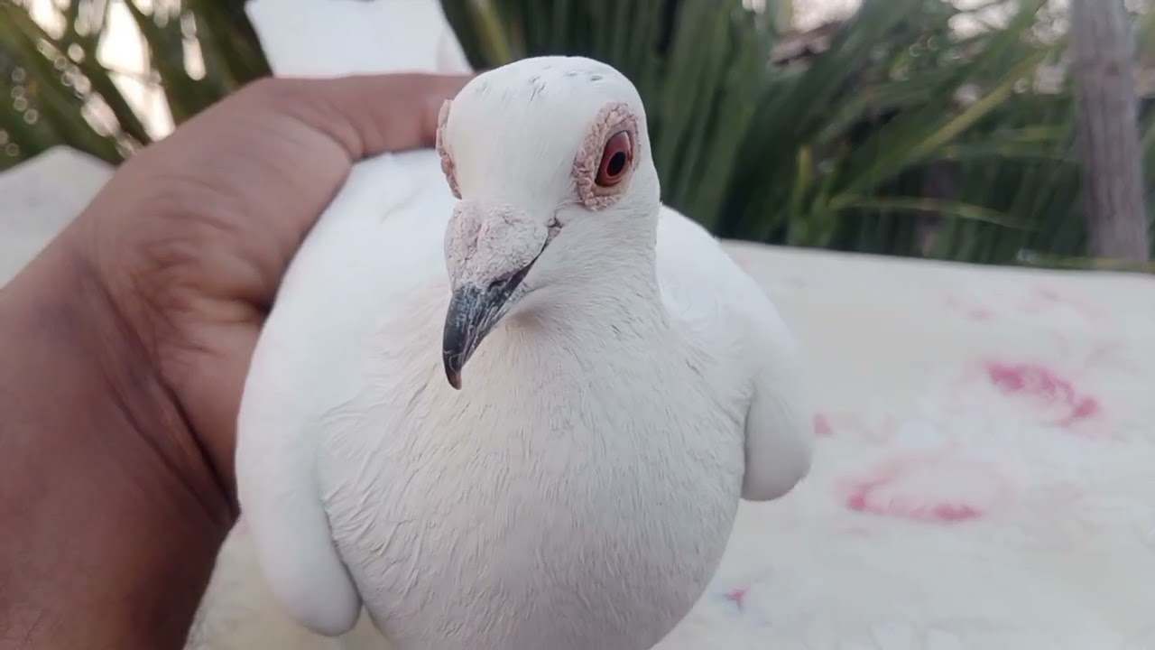 বাড়ির কিছু টপ কোয়ালিটির পায়রা সক করুন#pigeonlover ভাইরা #kabutar 👍👍👍👍🕊️🕊️🕊️