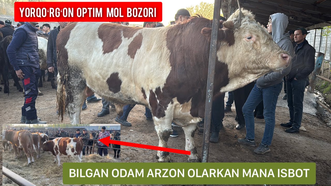 NIMA BOʻLDI ENDI🤷🤷🏼‍♂️NAMANGAN UYCHI YORQOʻRGʻON SEMIZ BUQALAR NARXI TUSHUNARSIZ