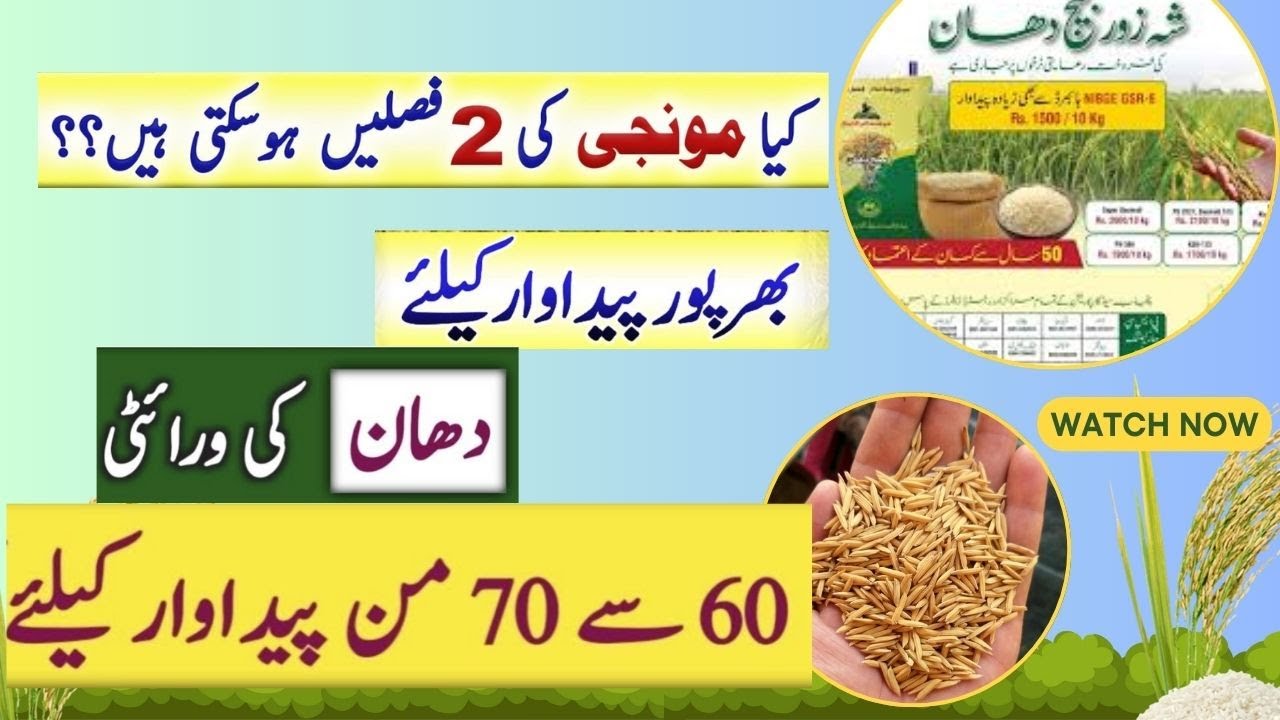 Irri Fine Rice cultivation in 2025 | Dhan ki Kasht | پنجاب پاکستان میں ایک سال میں چاول کی دو فصل
