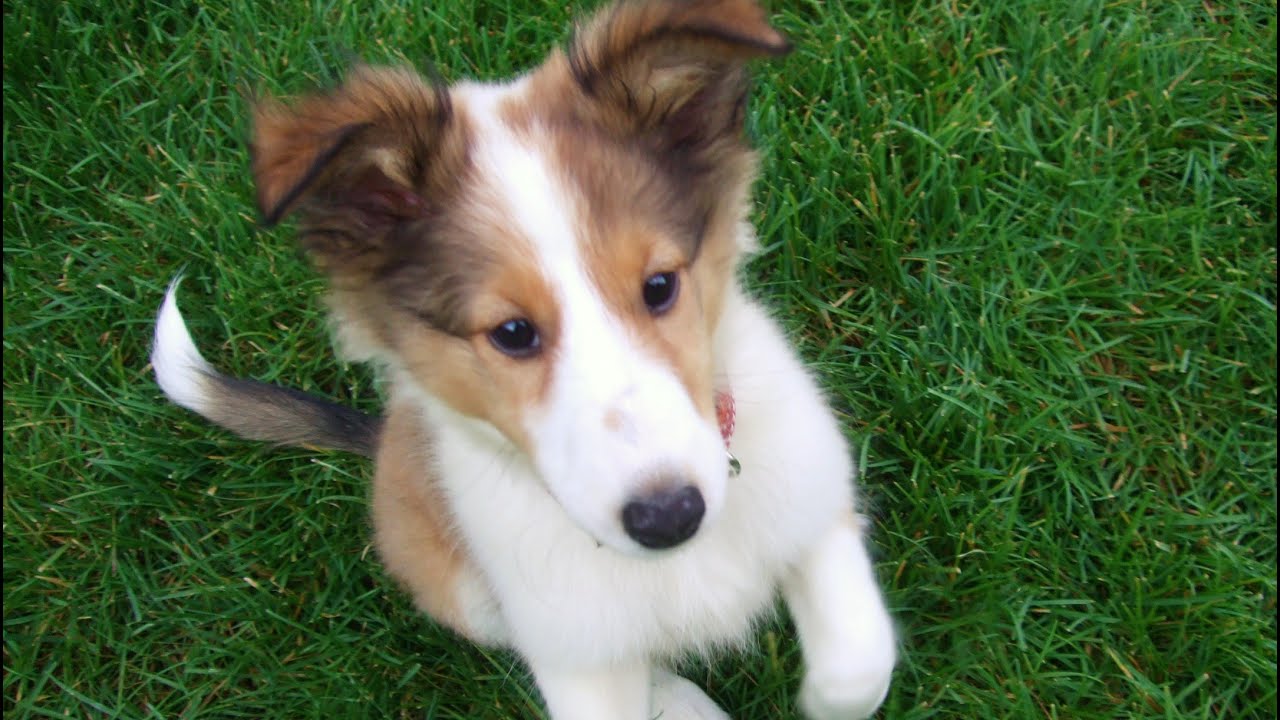 Cute sheltie puppy growing up