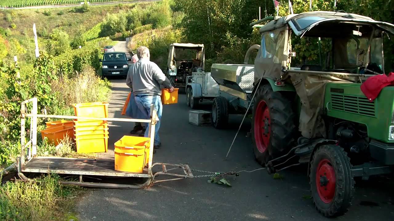 Mosel - Weinlese in Kinheim