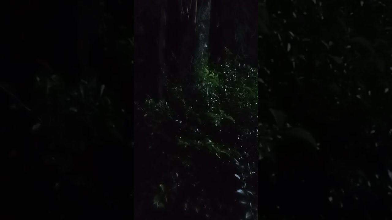 Peaceful Night in the Village 🌙 Crickets &River Sounds for Sleep | Relaxing Nature Live #nightsounds
