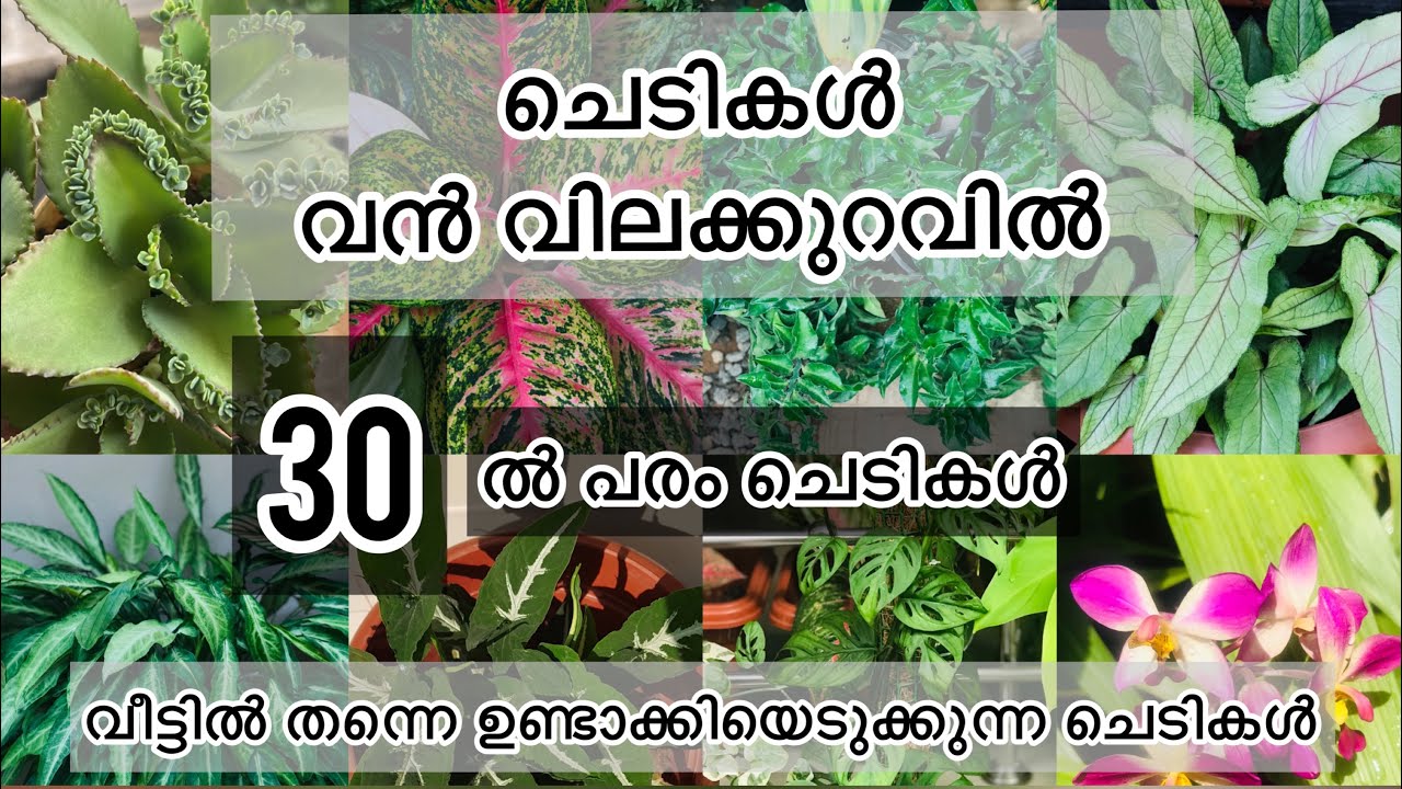 ചെടികൾ വൻ വിലക്കുറവിൽ / Online Plant sale / Offer sale / Home nursery / Home Garden 🪴