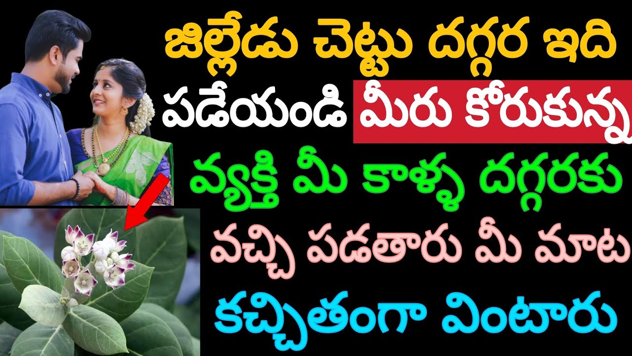 జిల్లేడు చెట్టు దగ్గర ఇది పడేయండి మీరు కోరుకున్న వ్యక్తి మీ కాళ్ళ దగ్గరకు వచ్చి పడతారు మీ మాట వింటా
