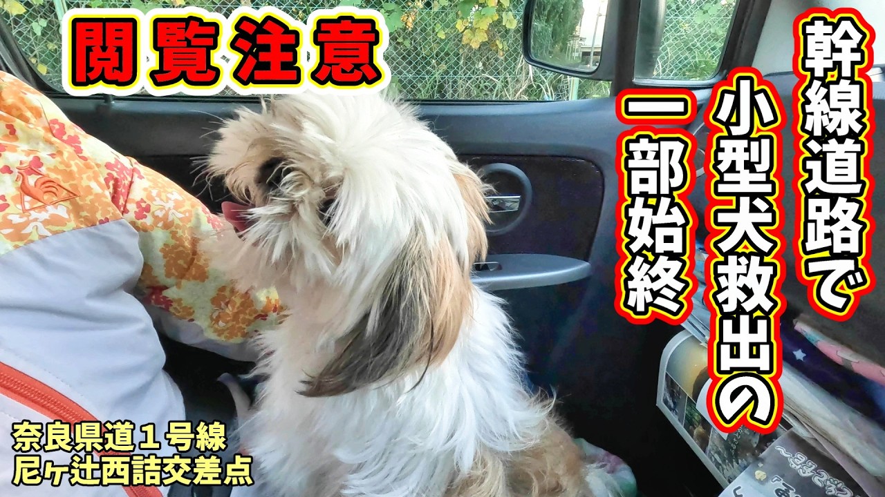 【迷子犬救出】幹線道を迷う犬あわや間一髪シーズー犬救助映像  マイクロチップと繋留グッズの大切さ　甲斐犬いち