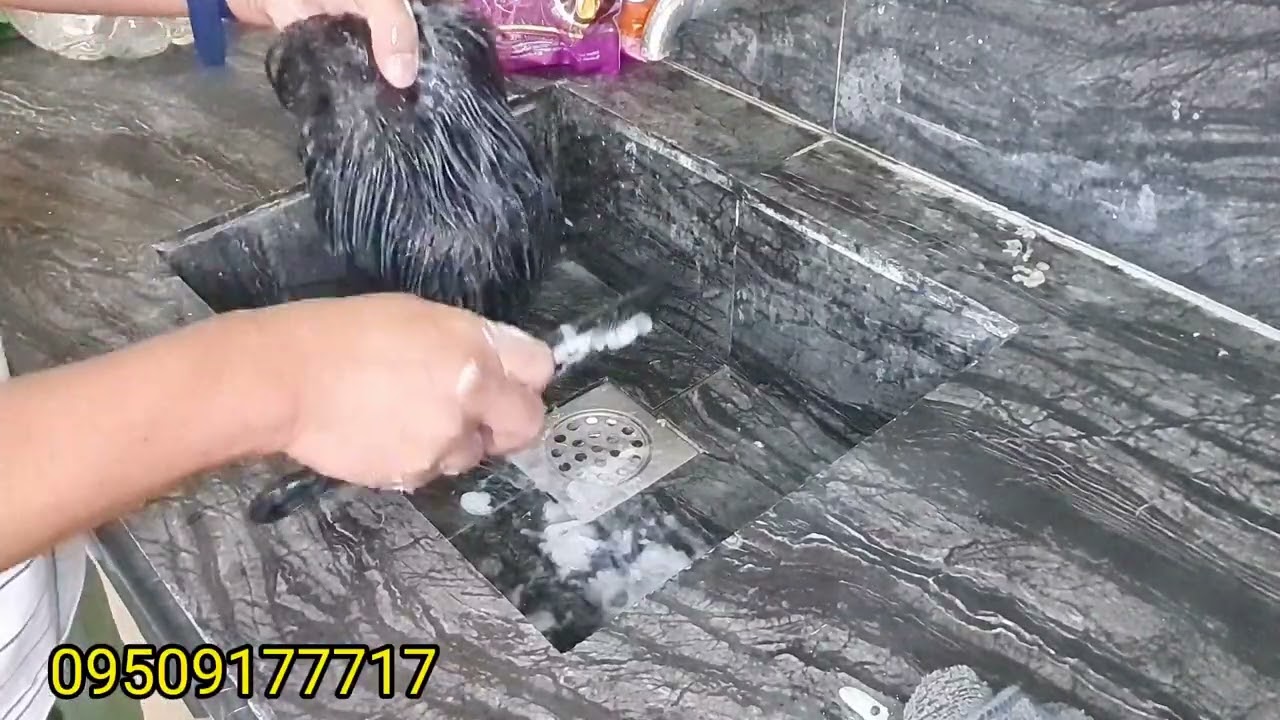 Toupee cleaning(part 2)
