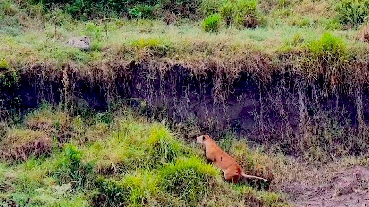 Leopard and lioness run into each other