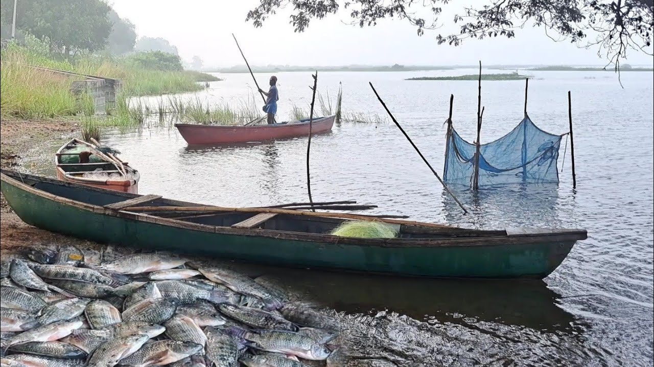 வீராணம் ஏரி கரையில் மூட்டை மூட்டையாக மீன்கள் விற்பனை | Interesting Veeranam Lake Fishing|Fishinglife