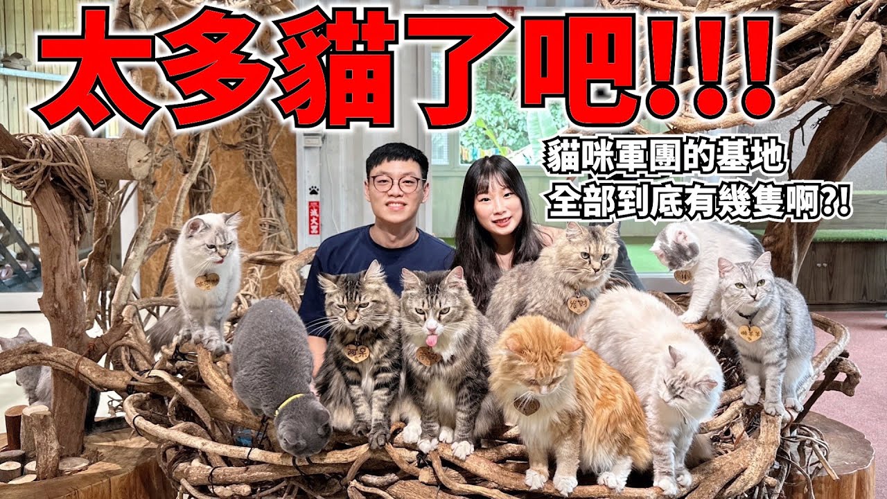 【新北新店】這數量好驚人！大開眼界｜🐱貓奴看過來 | 讓貓奴幸福滿滿的天堂|貓谷 | 貓咪咖啡廳|