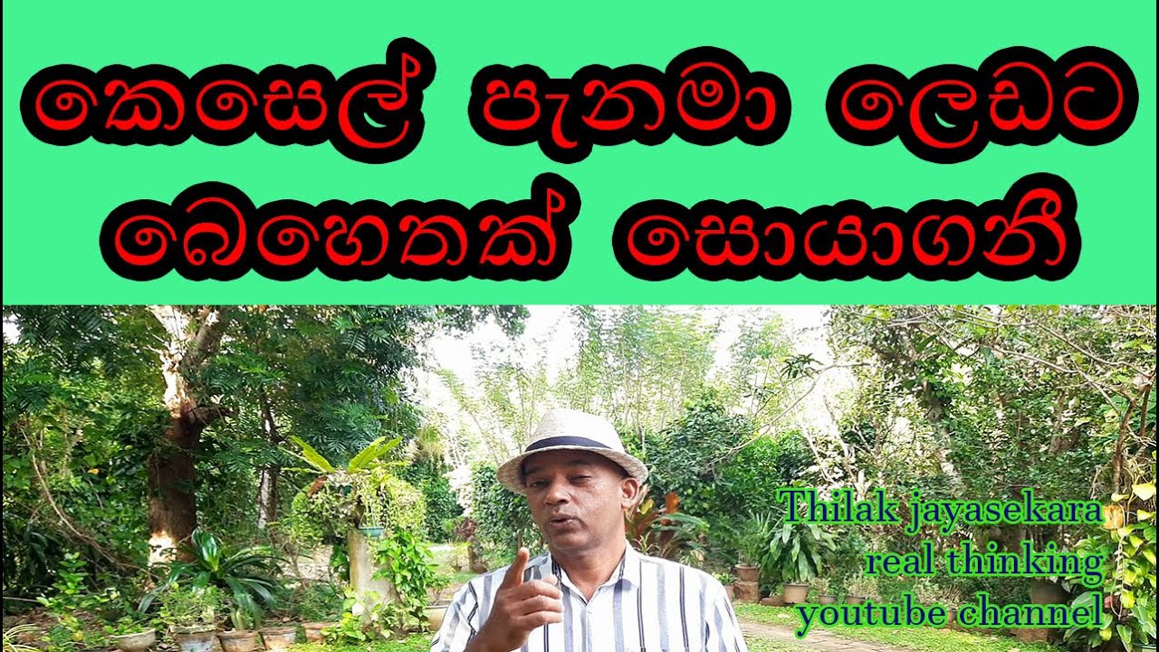 පැනමා ලෙඩට බෙහෙත්.  treatment for panama dieses.