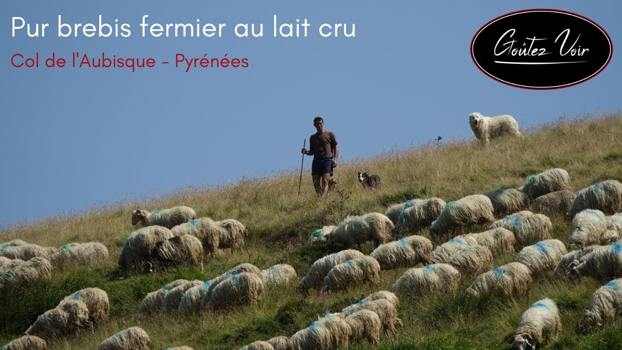 Quel-est le meilleur fromage de brebis fermier ?