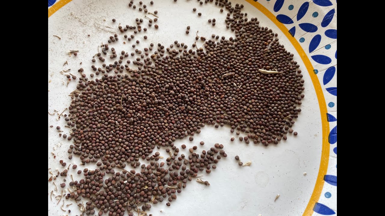 Saving Broccoli Seeds To Grow Microgreens