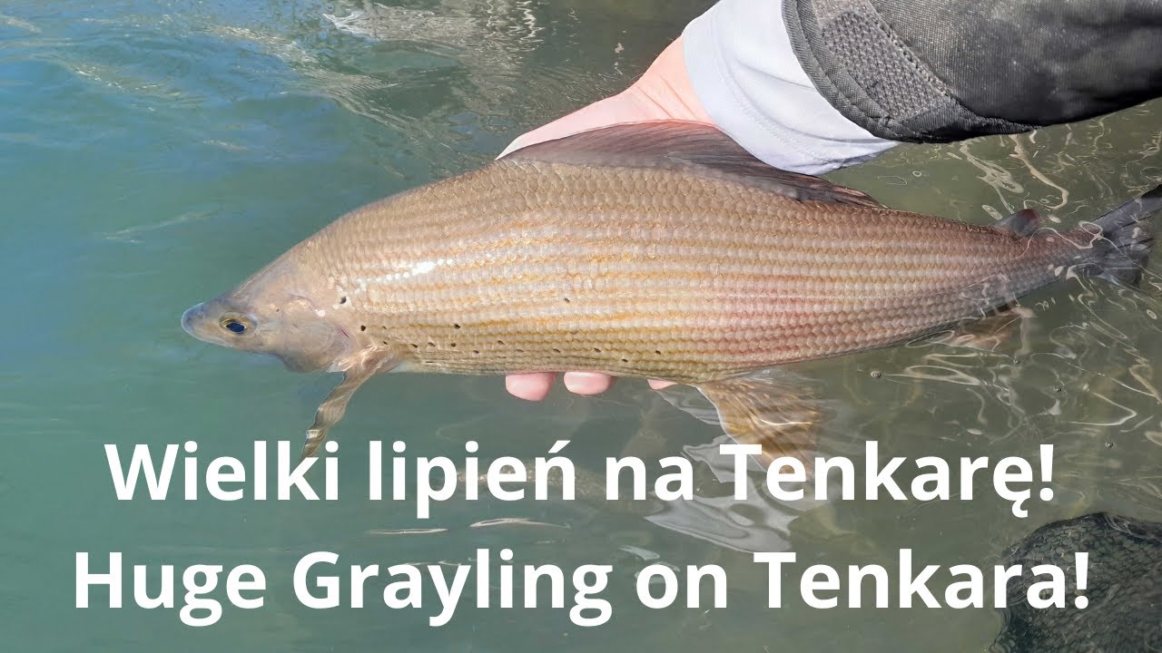 Wielki lipień na Tenkarę! Huge Grayling on Tenkara!