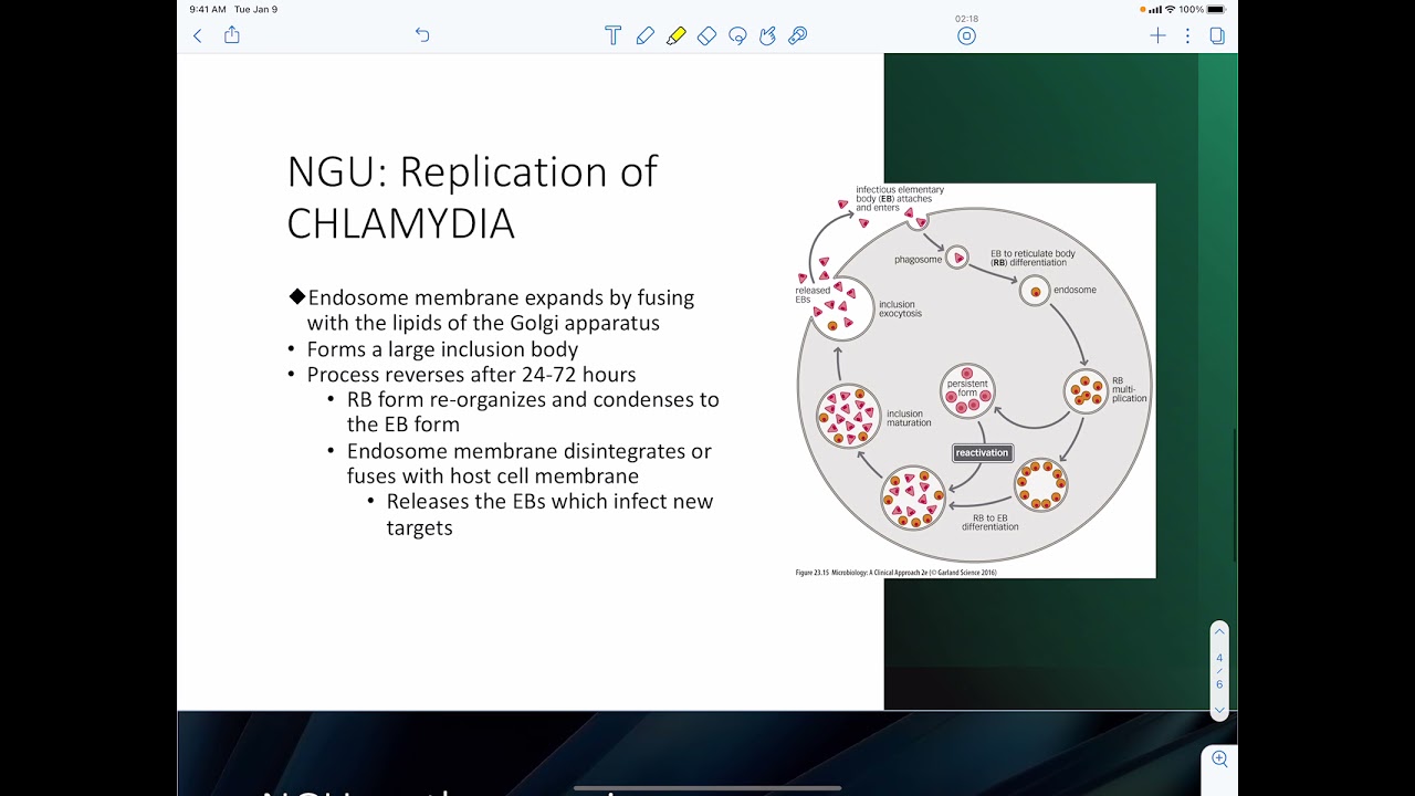 Chlamydia Trachomatis