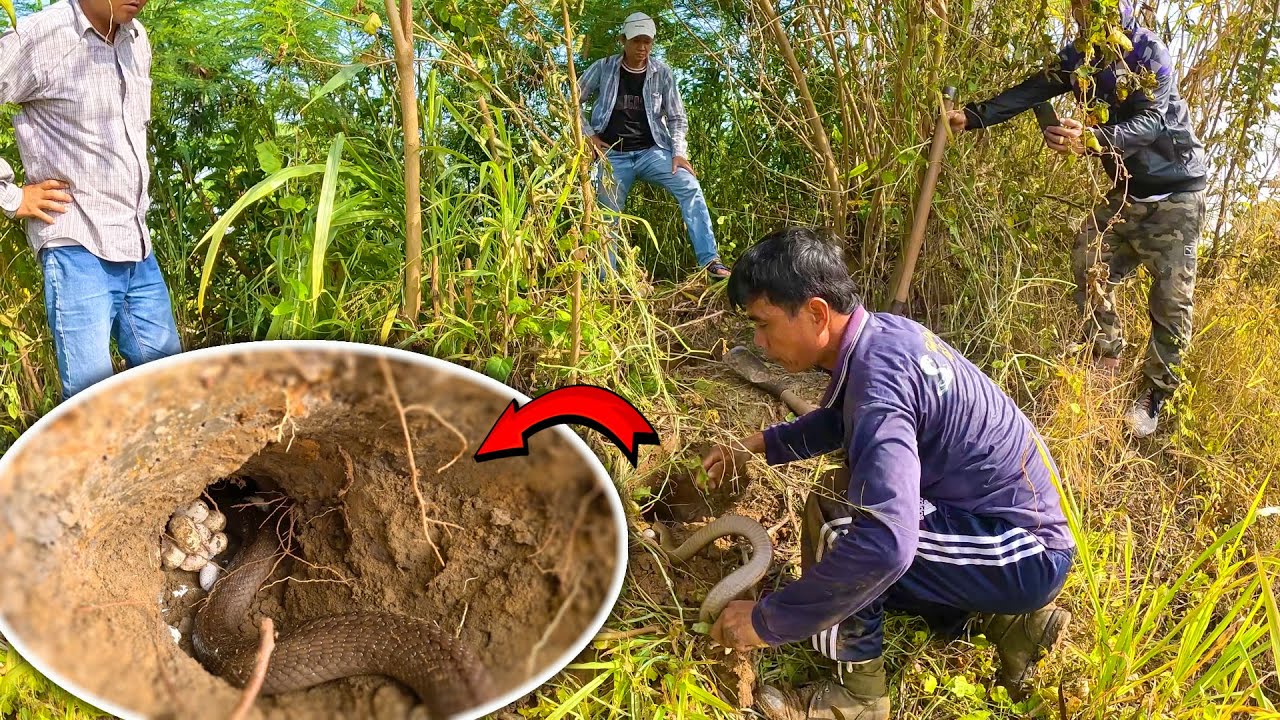 Một ổ Rắn độc | TGSB #736