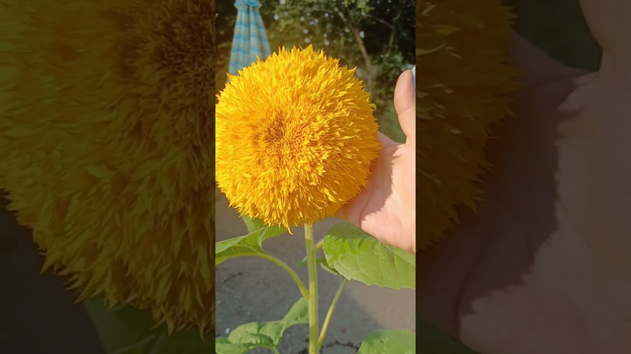 Teddy Bear Sunflower from seed 1 lb head!