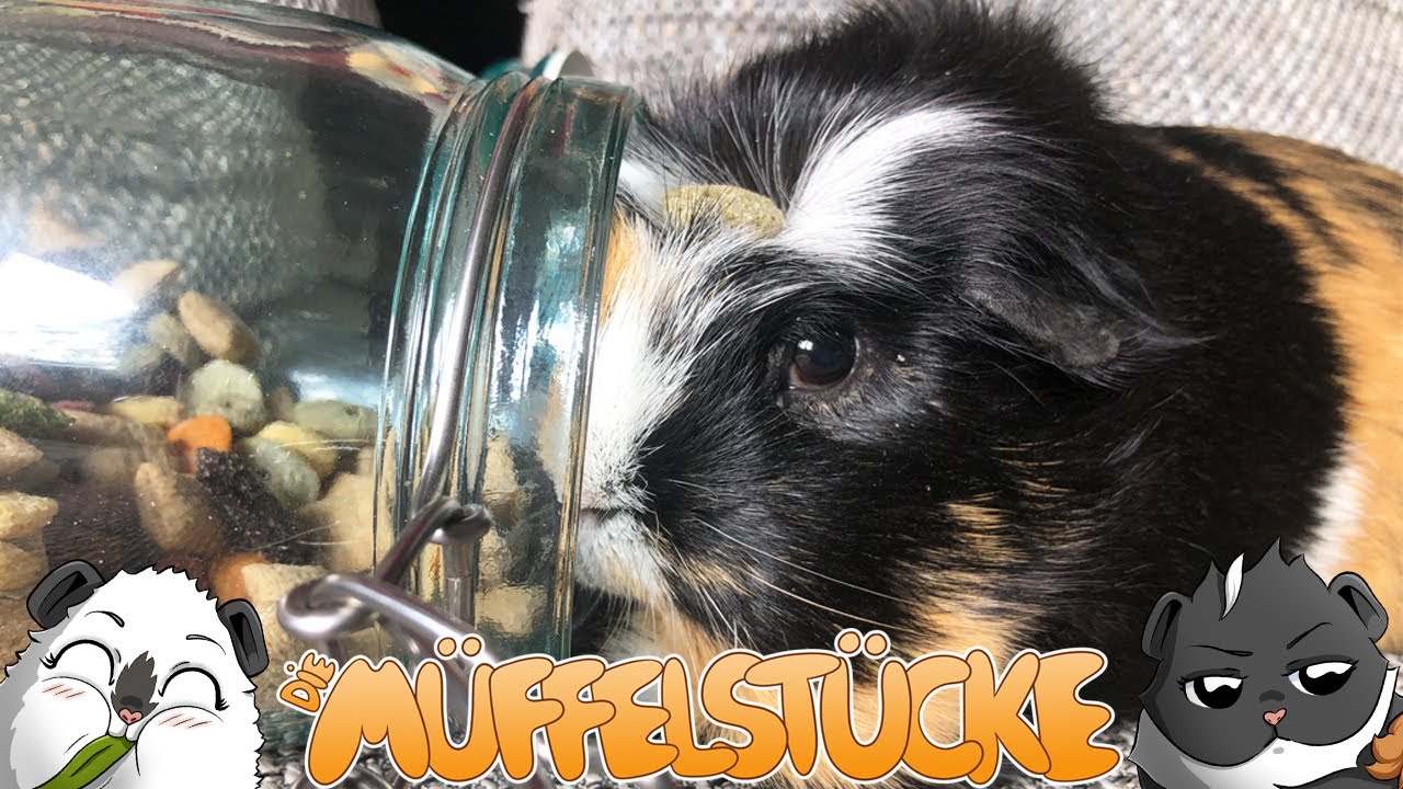 Spot... das liebste Männchen im Gehege | Die Müffelstücke