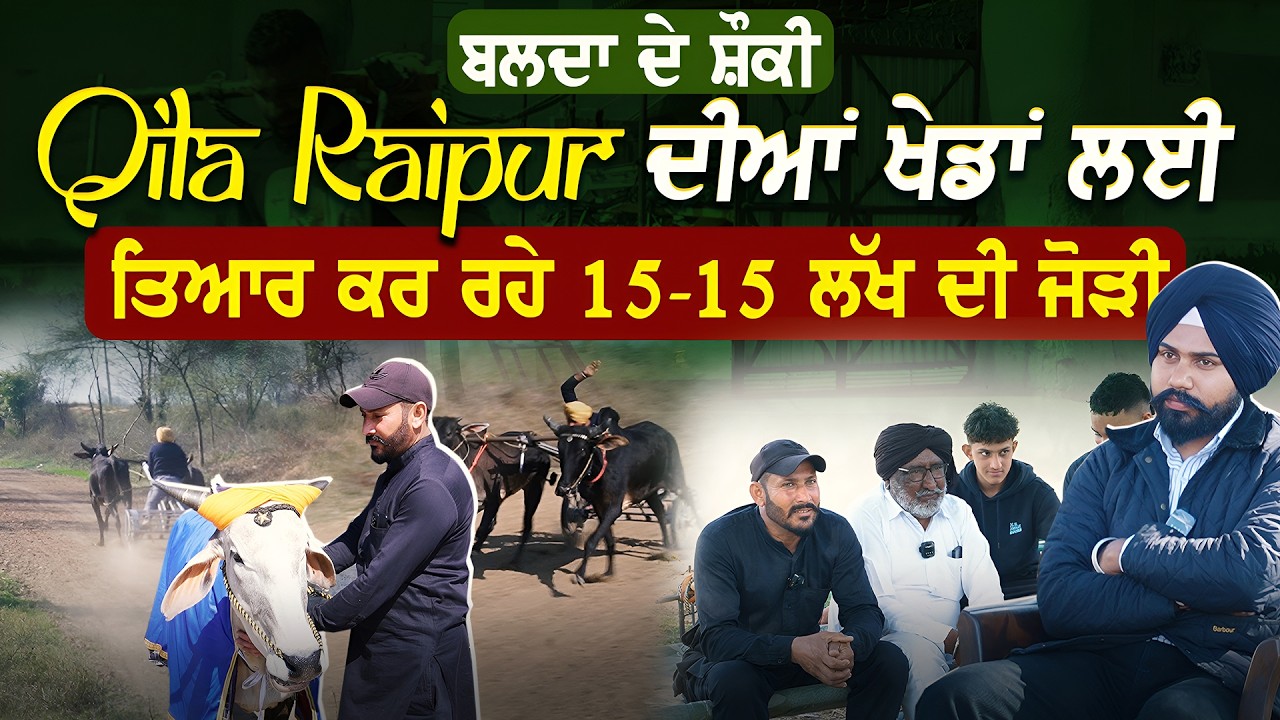 ਬਲਦਾਂ ਦੇ ਸ਼ੌਂਕੀ Qila Raipur ਦੀਆਂ ਖੇਡਾਂ ਲਈ ਤਿਆਰ ਕਰ ਰਹੇ 15-15 ਲੱਖ ਦੀ ਜੋੜੀ