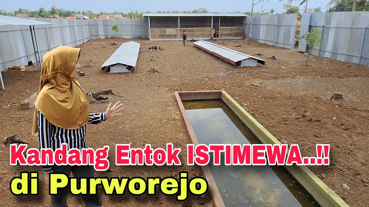 Kandang Entok Istimewa di Purworejo