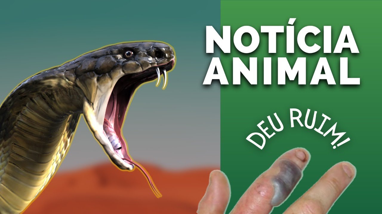 ESTUDANTE PICADO POR COBRA NAJA! ELEFANTE-MARINHO EM FLORIANÓPOLIS! 