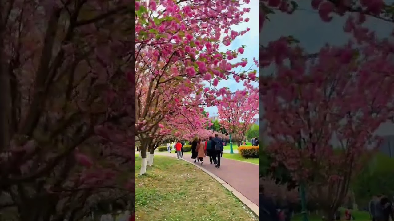 ktne beautiful flowers hein na