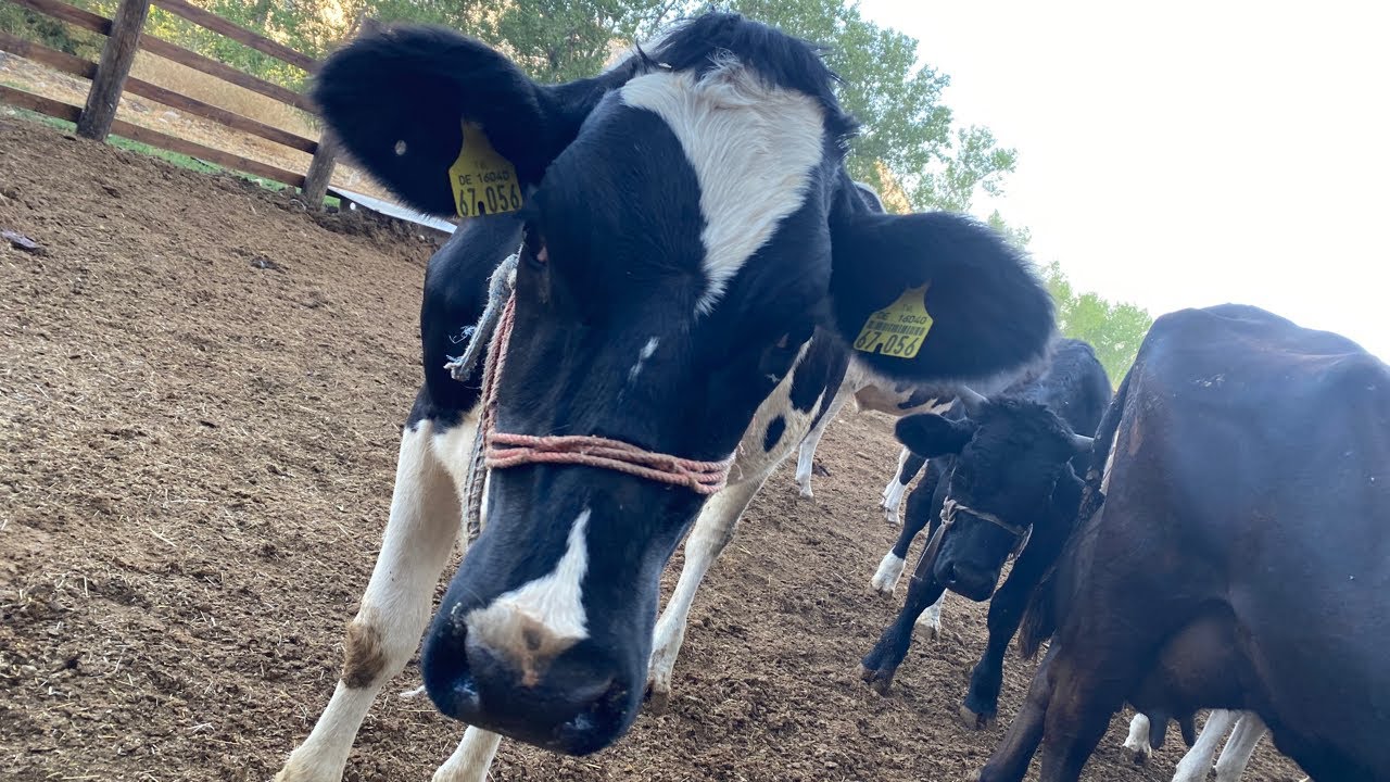 Good Morning from Laqlouq: Everything About COWS, Milking & Dairy Breakfast with Bassam