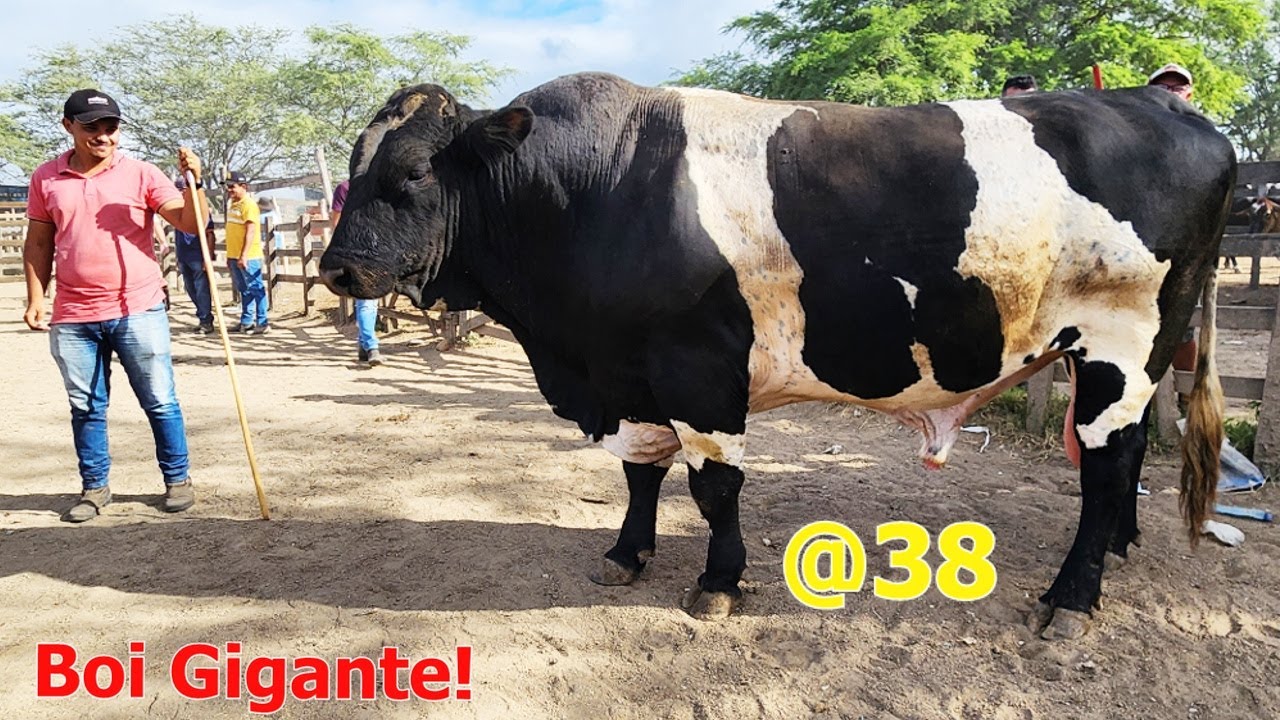 GADO DE LUXO EM CACHOEIRINHA-PE   27-02-2025 #nordeste
