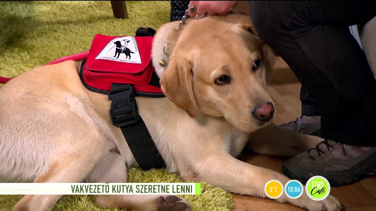 Így lesz egy kutyából vakvezető! - 2016.02.01. - tv2.hu/fem3cafe