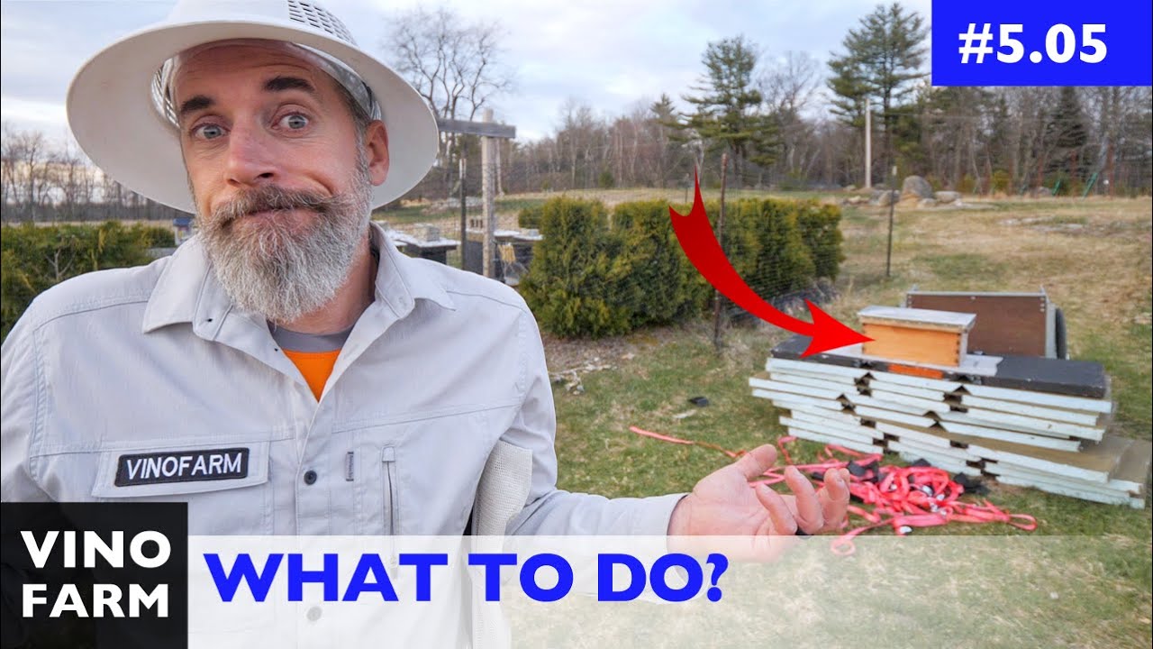 Queen Bee Drama Has Begun! (What would you do?)