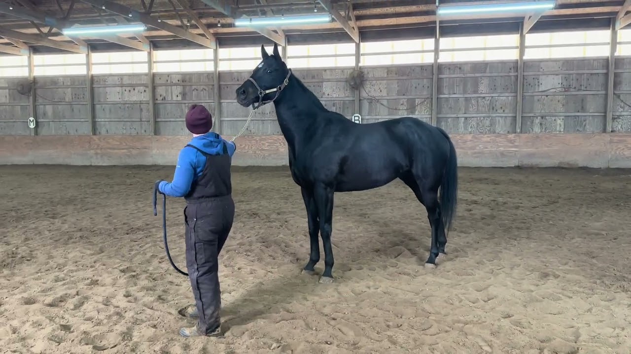 Margarita Cinco - 2018 Thoroughbred Mare adoptable from our New Wilmington, PA facility