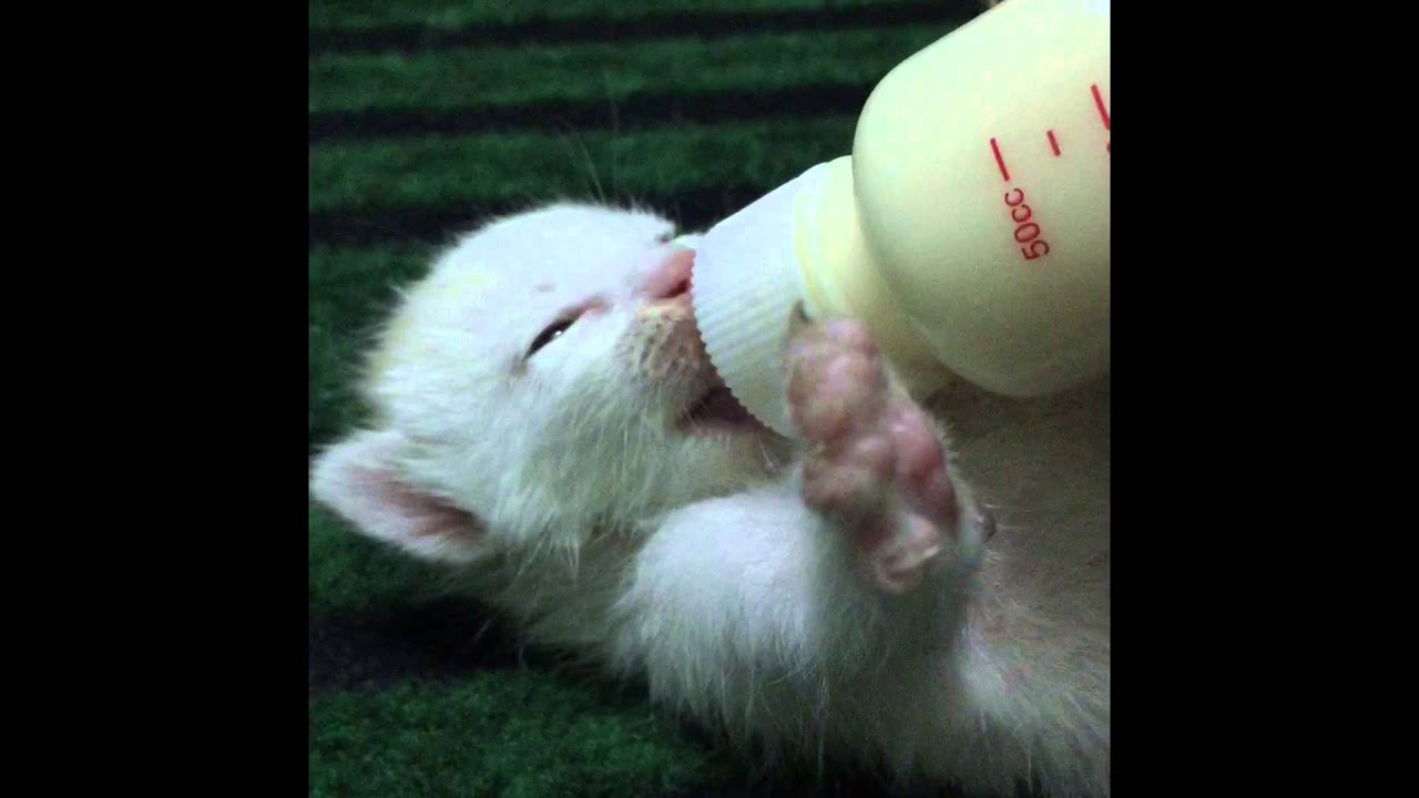 17 days kitten drinking milk