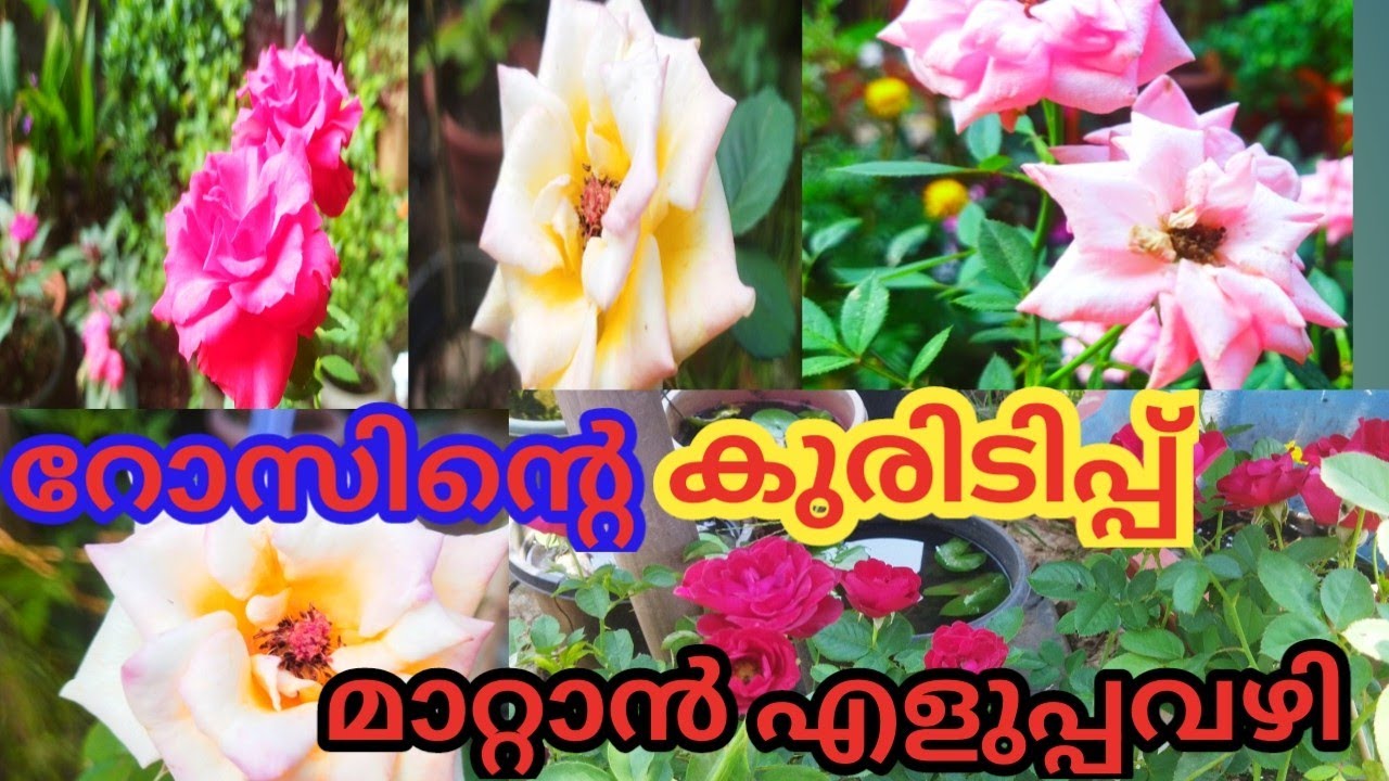 റോസിന്റെ വേനൽക്കാല പ്രശ്നങ്ങൾ ക്കെല്ലാ൦ പരിഹാരം#rosecare #BlueBellvlog