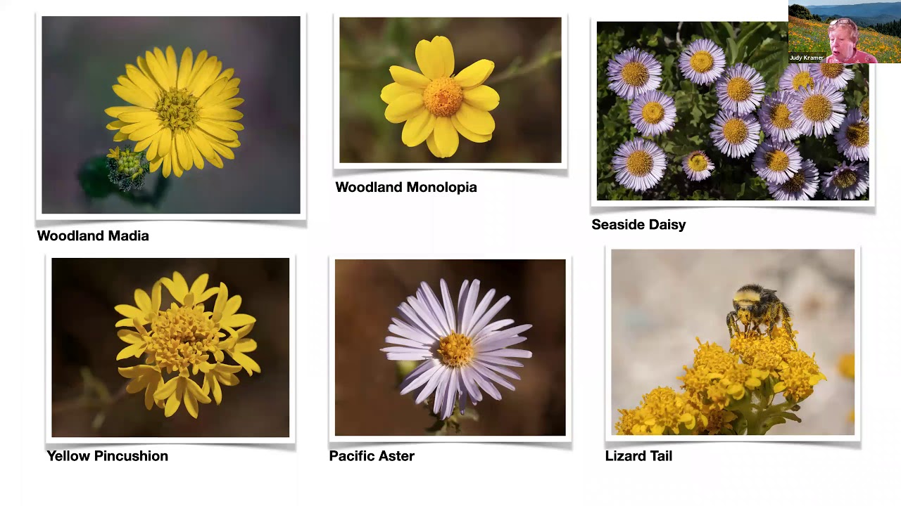 Wildflower Identification with Judy Kramer