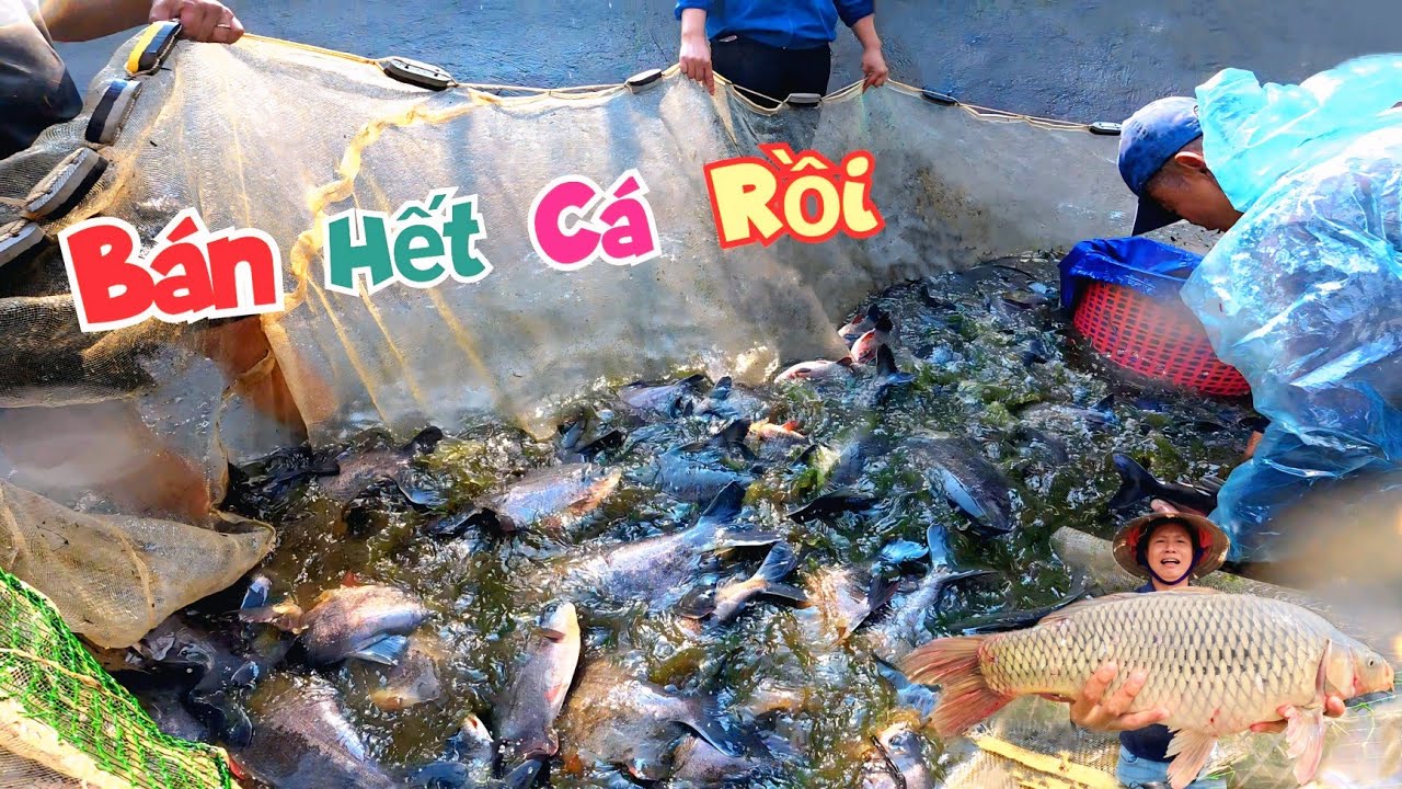 Đã Bán Hết Ao Cá Chim Không Ngờ Được Nhiều Đến Vậy - Mua Thêm Con Chép Siêu To Khổng Lồ / Quế Nghịch