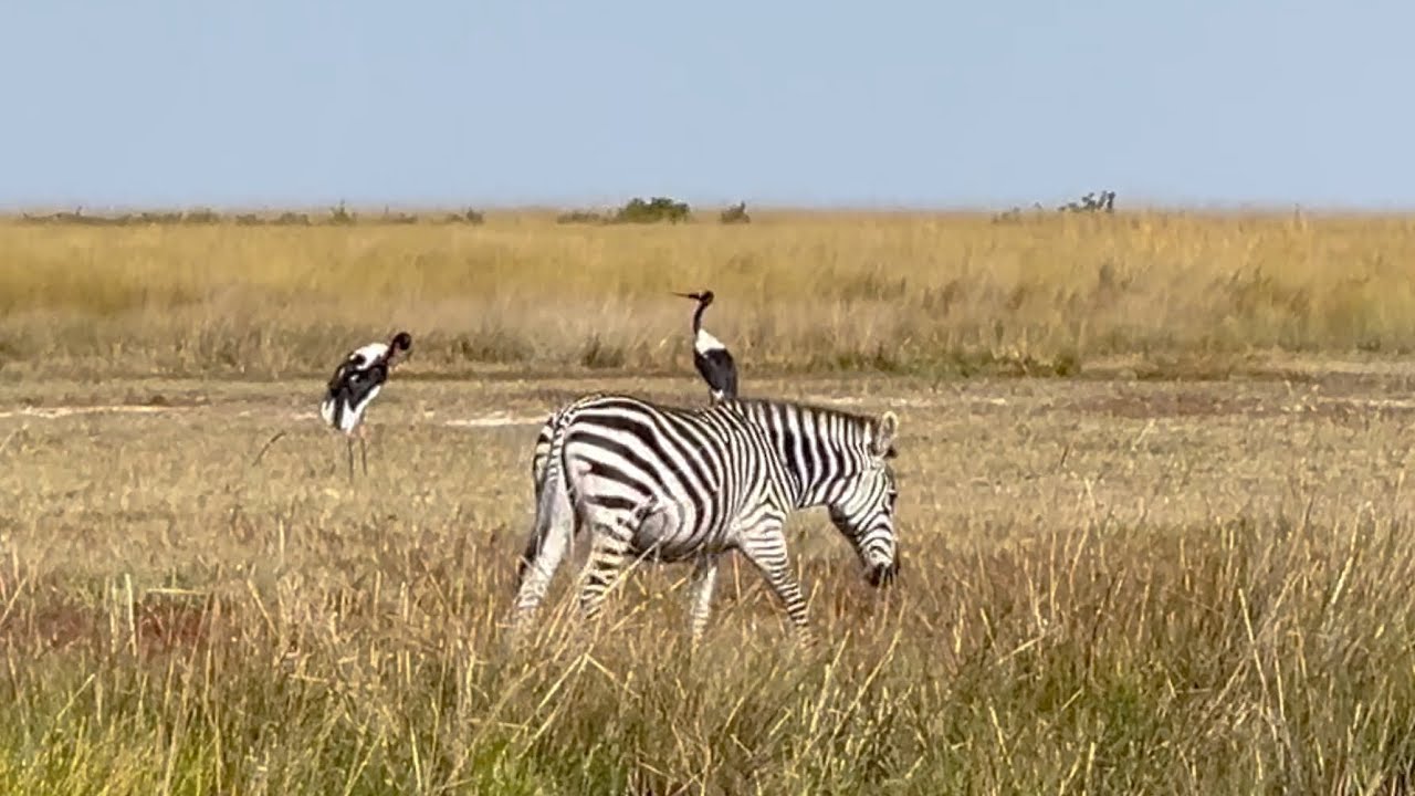 Liuwa Plains National Park Zambia Jun 2025