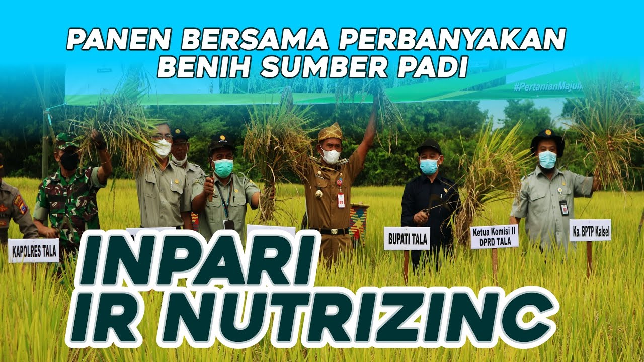 Panen Bersama Kegiatan Perbanyakan Benih Sumber Padi Inpari IR Nutrizinc