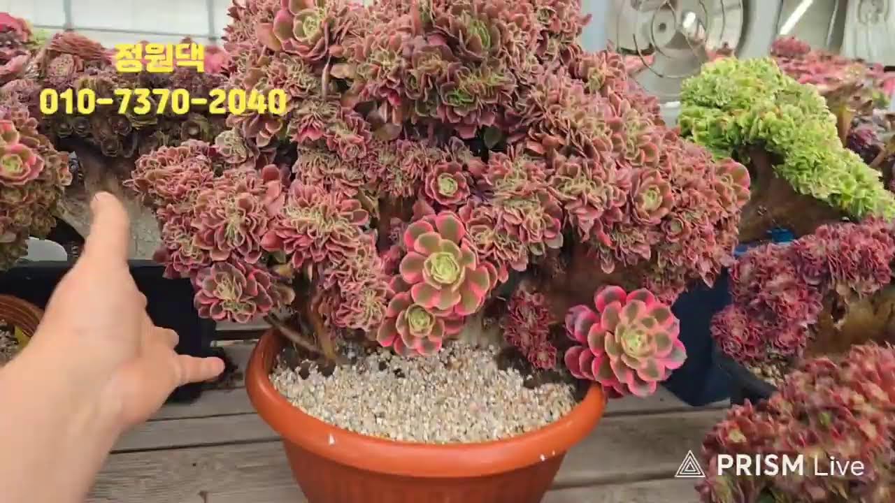 속초 정원다육 정원댁010.7370.2040