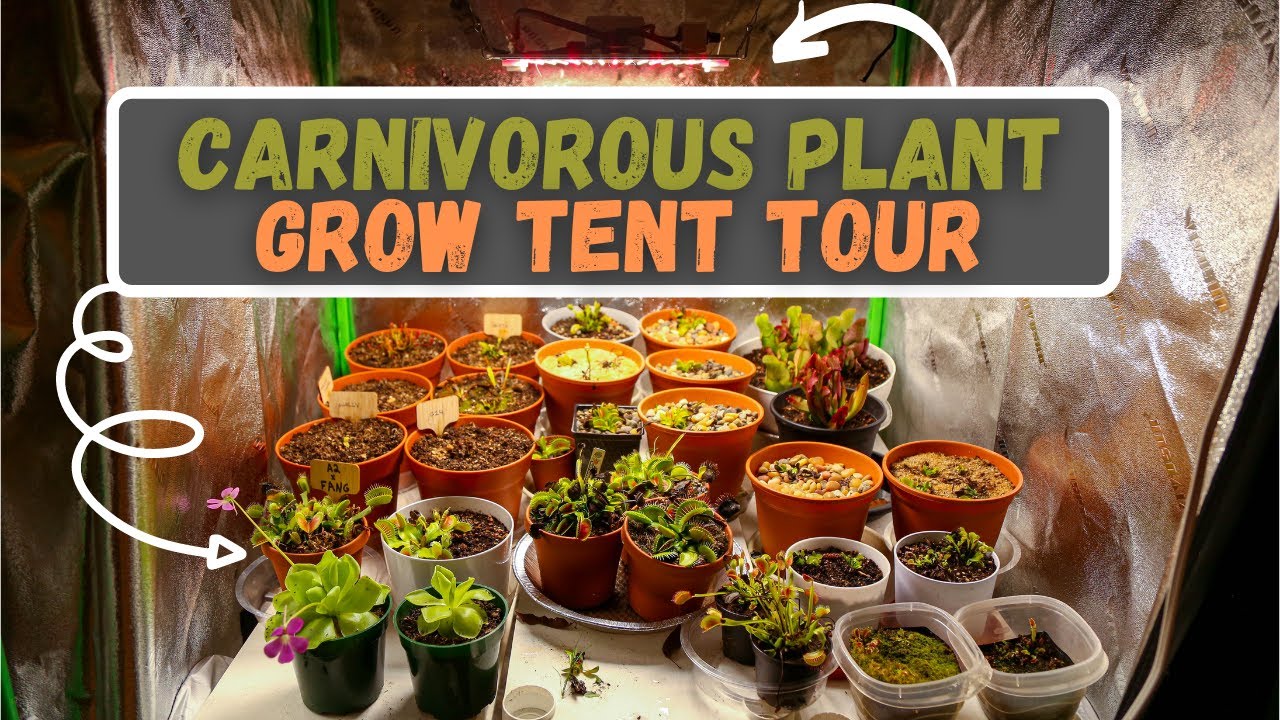 Carnivorous Plant Grow Tent Tour: Venus Flytraps Pre Dormancy + Koray Grow Light Review Update