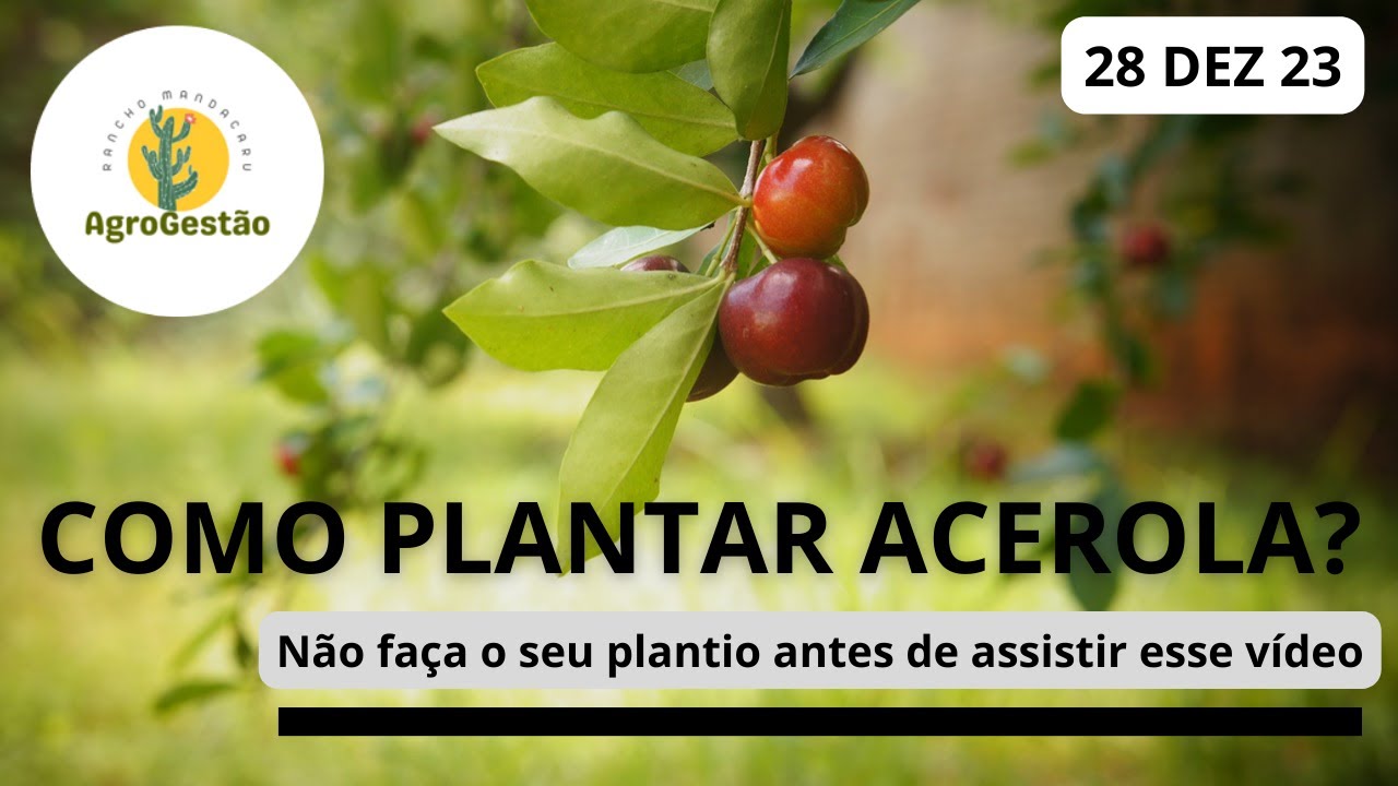 Como plantar acerola