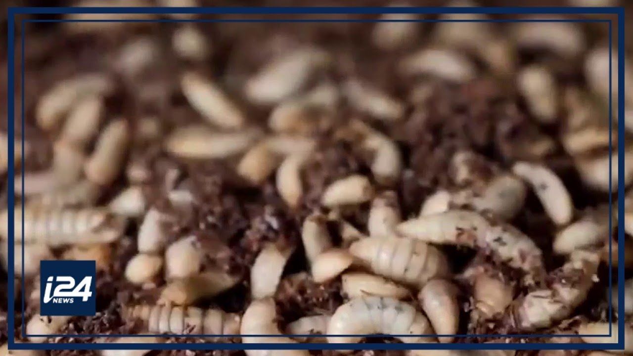 The power of bugs harnessed into fertilizer & biodiesel