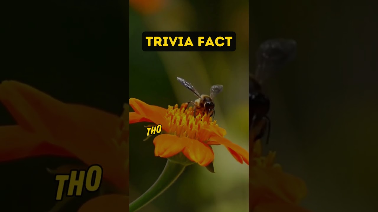 Trivia Fact #facts #factshorts #factsaboutfood #honey #honeybee #triviafacts #interestingfacts