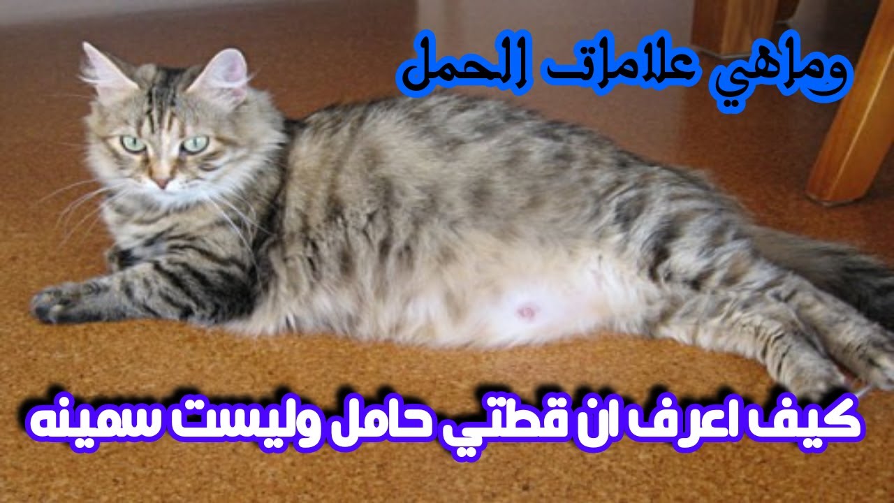 كيف اعرف ان قطتي حامل وليست سمينه وماهي علامات الحمل؟ How do I know if my cat is pregnant