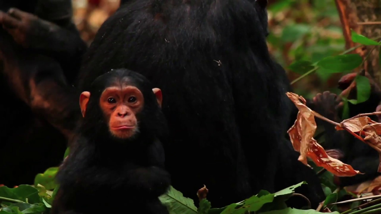 Greystoke Mahale | Tanzania | Expert Africa