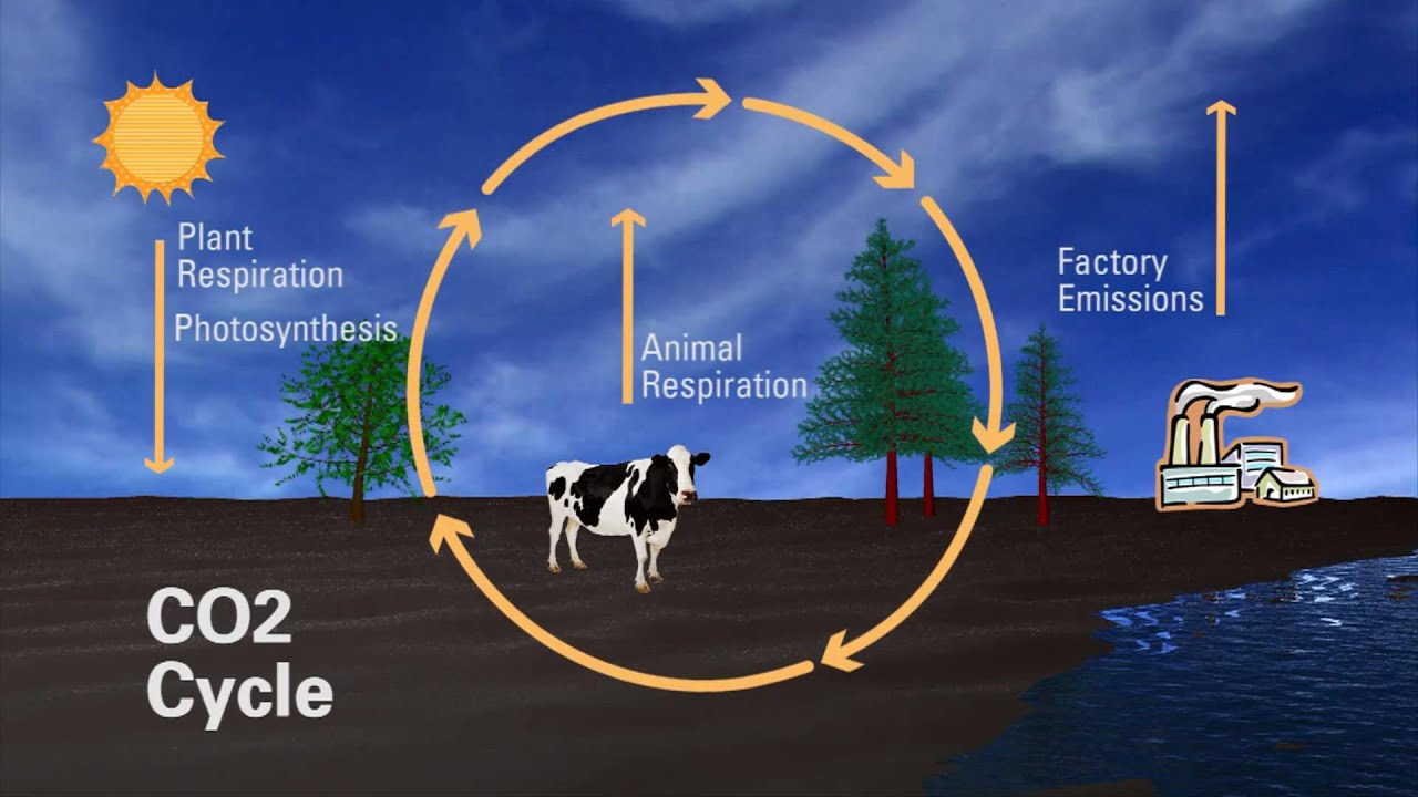 What is Carbon?