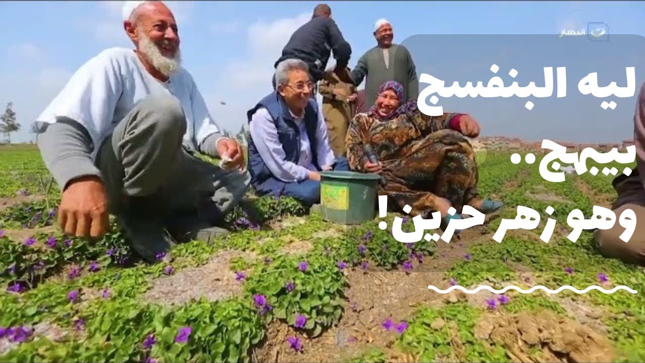 باب الخلق| عايز تعرف ليه البنفسج بيبهج و هو زهر حزين اتفرج على الفيديو ده!