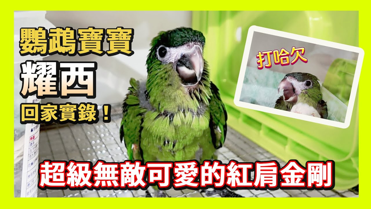 迎接🦜 鸚鵡寶寶🍼 回家，綠油油就決定是這個名字了！ #parrot #鸚鵡 #pets