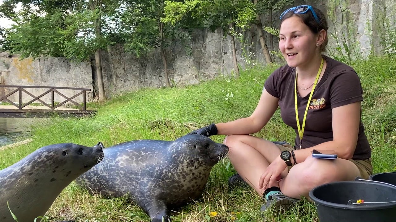 ZOOpytaj eksperta odc. 13 Kamila Bartosik, opiekunka fok w ZOO