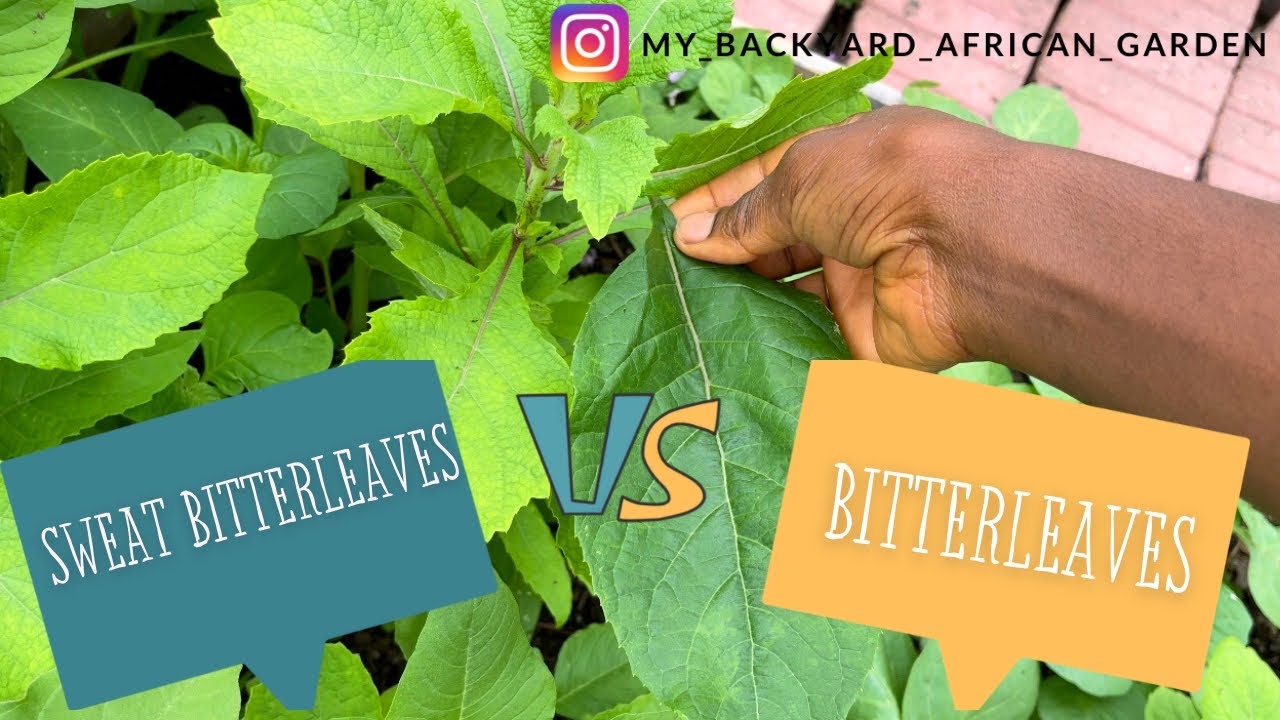 What is the Difference Between Sweet Bitterleaf and Bitterleaf? Vernonia hymenolepsis vs amygdalina