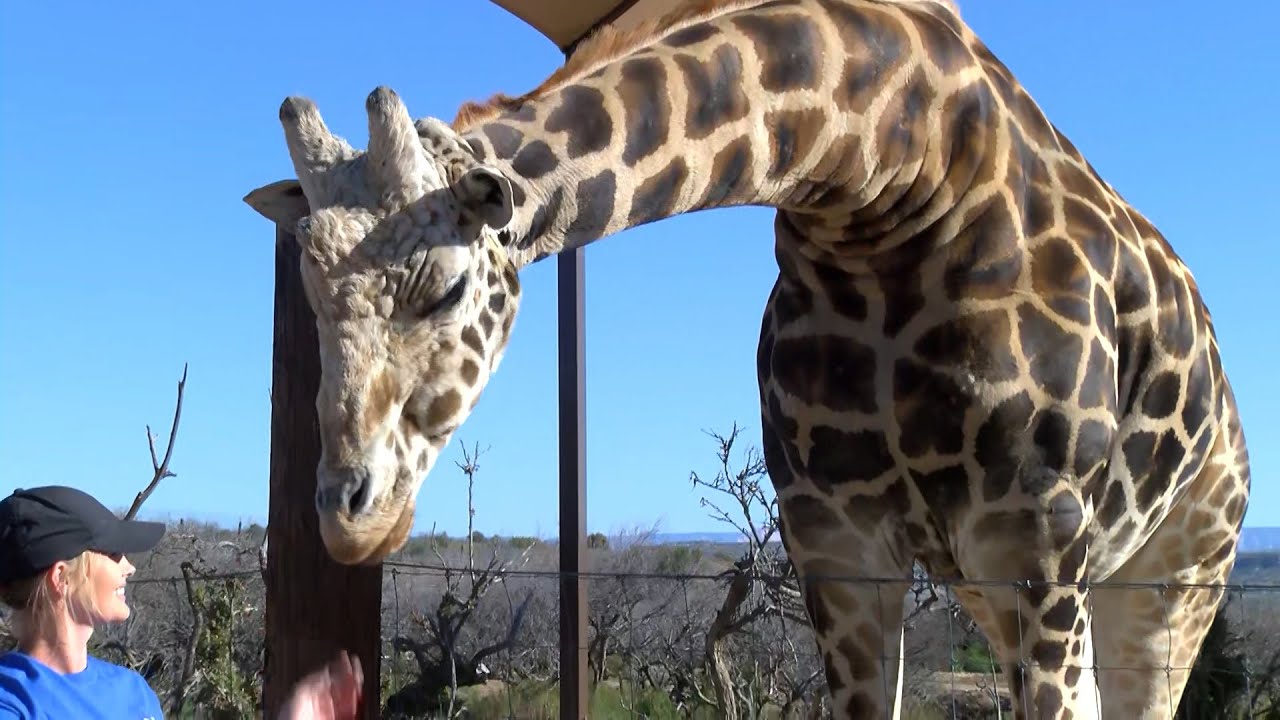 Out of Africa Wildlife Park is Now a Drive-Through